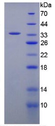 SDS-PAGE FGG-729B.jpg